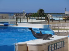 %e6%9c%88%e7%b5%84%ef%bd%b7%ef%bd%ac%ef%be%9d%ef%be%8c%ef%be%9f%e3%80%802016%e5%b9%b4-437