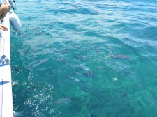 %e6%9c%88%e7%b5%84%ef%bd%b7%ef%bd%ac%ef%be%9d%ef%be%8c%ef%be%9f%e3%80%802016%e5%b9%b4-201