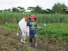 %e8%8a%8b%e3%81%bb%e3%82%8a2016-095