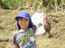 %e8%8a%8b%e3%81%bb%e3%82%8a2016-126